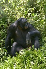 Bonobo (Pan paniscus), Lola ya Bonobo Sanctuary, Kimwenza, Mont Ngafula, Kinshasa, Democratic Republic of the Congo