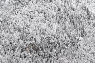 The frozen forest