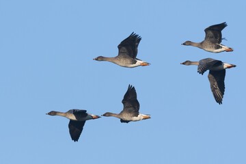 Bean Geese (Anser fabalis), group, flying, Emsland, Lower Saxony, Germany, Europe