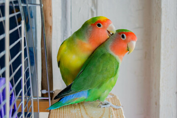 Two lovebirds sitting by the window and playfully biting each other