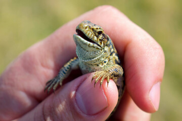 Close-up of a lizard in hand with its mouth open