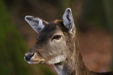 Fallow deer (Dama dama), female, animal portrait, Germany, Europe