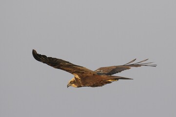 Female Western Marsh Harrier (Circus aeruginosus) in flight