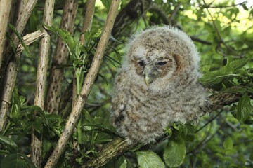 Tawny owl (Strix aluco), young bird sitting in tree, 30 days old, Allgäu, Bavaria, Germany, Europe