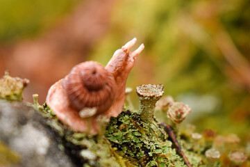 Obraz premium Polymer clay snail on moss in the forest next to a small mushroom