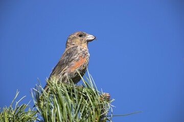 Common crossbill (Loxia curvirostra) sitting on Swiss stone pine in front of blue sky, Stubai Valley, Tyrol, Austria, Europe