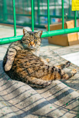 Striped Cat Lounging on a Roof in Istanbul