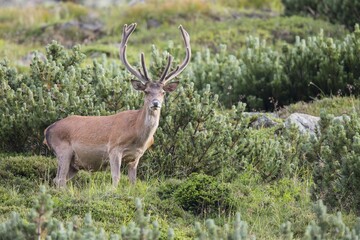 Red deer (Cervus elaphus) with velvet antlers, Stubai Valley, Tyrol, Austria, Europe