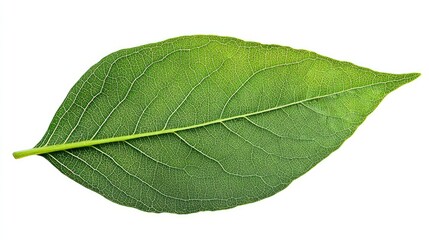 Fototapeta premium Fresh Green Leaf with Detailed Veins on White Background