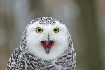 Snowy owl (Nyctea scandiaca), Czech Republic, calling, portrait, adult, captive, calling, Europe