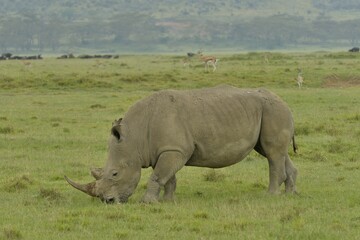 White Rhinoceros or Square-lipped Rhinoceros (Ceratotherium simum), Lake Nakuru National Park, near Nakuru, Rift Valley Province, Kenya, Africa