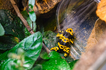 Yellow and Black Poison Dart Frog in a Tropical Terrarium