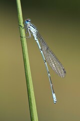 Common blue damselfly (Enallagma cyathigerum) at Halm, Emsland, Lower Saxony, Germany, Europe