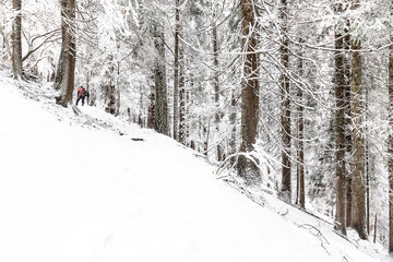 The path in the coniferous forest, Val Brembana, Lombardy