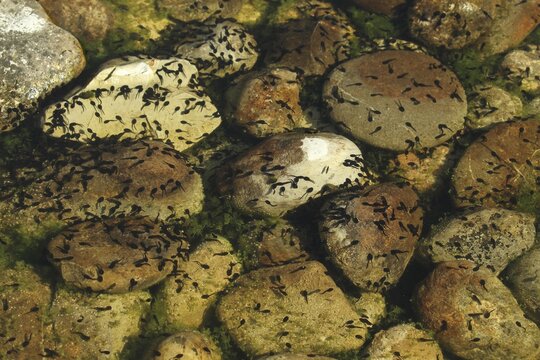 Alpine newt (Triturus alpestris) tadpoles in garden pond, Allg&auml;u, Bavaria, Germany, Europe