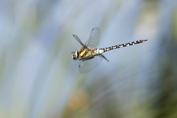 Migrant hawker (Aeshna mixta), in flight, Hesse, Germany, Europe