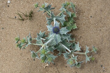Blooming beach thistle (Eryngium maritimum) on a sand dune, Atlantic Coast, Vandee, France, Europe