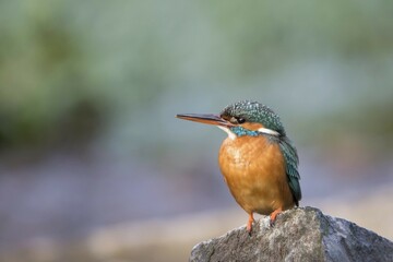 Kingfisher (Alcedo atthis), female, on stone, Hesse, Germany, Europe