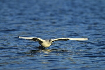 Black-headed gull (Chroicocephalus ridibundus) flying over water, Lake Kemnade, Witten, North Rhine-Westphalia, Germany, Europe