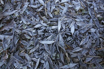 Autumn leaves covered with hoarfrost, Schleswig-Holstein, Germany, Europe
