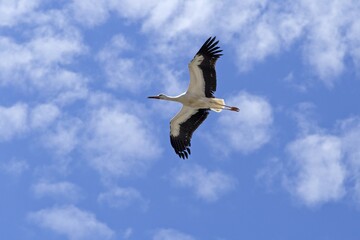 Flying white stork (Ciconia ciconia), Baden-Württemberg, Germany, Europe