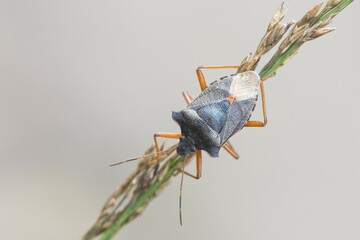 Forest bug (Pentatoma rufipes) on grass, Emsland, Lower Saxony, Germany, Europe