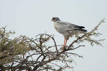 Eastern chanting goshawk (Melierax poliopterus) on an umbrella thorn acacia (umbrella acacia tortilis), Etosha National Park, Namibia, Africa