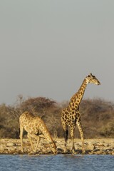 South African giraffes (Giraffa camelopardalis giraffa), female on left and male drinking at waterhole, Etosha National Park, Namibia, Africa