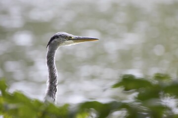Young grey heron (Ardea cinerea), portait, Hesse, Germany, Europe