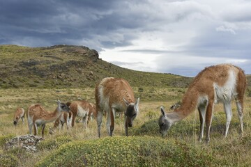 Guanacos (Lama guanicoe) after rain, Torres del Paine National Park, Patagonia, Chile, South America