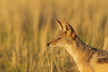 Black-backed Jackal (Canis mesomelas), grassland, portrait, Kalahari Desert, Kgalagadi Transfrontier Park, South Africa, Africa