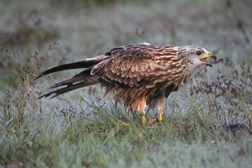 Red kite (Milvus milvus), adult in the grass with morning dew, Allgäu, Bavaria, Germany, Europe