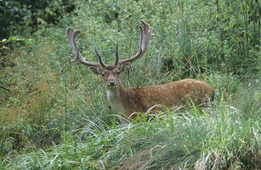 Fallow Deer (Dama dama), buck in velvet, growing antlers, Mecklenburg, Germany, Europe