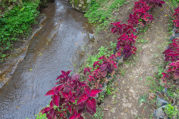 Close-Up of a Small River Flowing and Coleus Plants in Rural Indonesia - Eco-Friendly and Sustainable Ecosystem