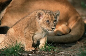 African Lion, cub (Panthera leo)
