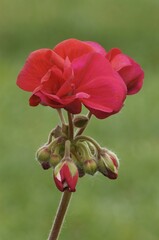 Geranium (Pelargonium zonale) © Hütter Christian/imageBROKER