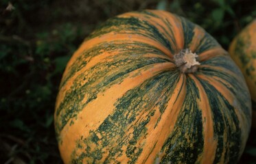 Pumpkin / (Cucurbita spec.)