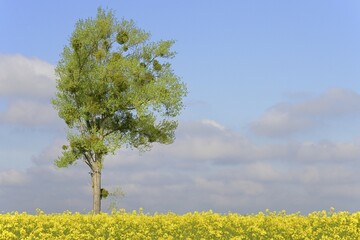Poplar (Populus), solitary tree with mistletoes (Viscum L.) (Viscum L.) (Viscum L.) on flowering rape (Brassica napus), North Rhine-Westphalia, Germany, Europe