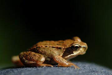 Young common frog (Rana temporaria) - Germany, Europe.