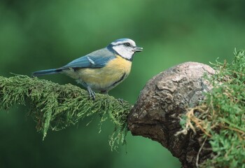 Blue Tit, Schleswig-Holstein, Germany (Parus caeruleus)