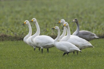 Whooper swans (Cygnus cygnus), group of animals in a meadow, Emsland, Lower Saxony, Germany, Europe