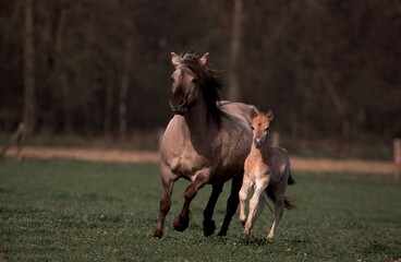 Konik horses, mare with foal, Germany, Europe