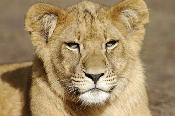 Young African Lion (Panthera leo)