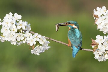 Kingfisher (Alcedo atthis), male sitting with captured fish on flowering branch, wild cherry (Prunus avium), Hesse, Germany, Europe
