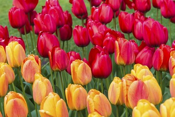 Obraz premium Close up of red and yellow tulips (tulipa) in bloom, Keukenhof Gardens Exhibit, Lisse, South Holland, The Netherlands, Europe