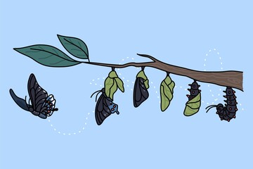 Stages of growth and transformation of butterfly on tree branch. Life cycle and metamorphosis of insect. Caterpillar, larva, pupa, imago eclosion. Nature and fauna. illustration © Elada Vasilyeva/imageBROKER
