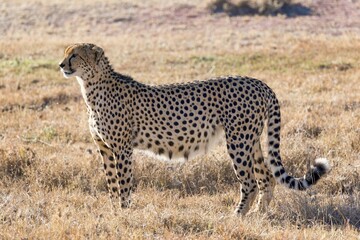 Cheetah (Acinonyx jubatus) in dry grass, Ol Pejeta Conservancy, Kenya, Africa