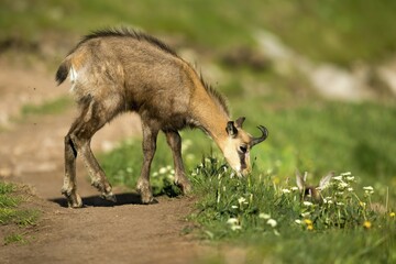 Alpine chamois (Rupicapra rupicapra) eating, Vosges, France, Europe