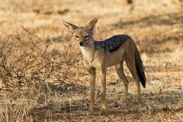Black-backed jackal (Canis mesomelas), Samburu National Reserve, Kenya, Africa