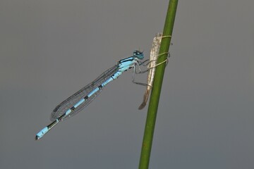 Common blue damselfly, also common bluet or northern bluet (Enallagma cyathigerum), newly hatched male on larval case, Emsland, Lower Saxony, Germany, Europe